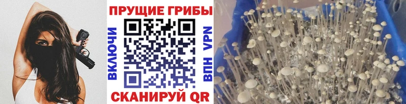 omg вход  Макушино  Псилоцибиновые грибы ЛСД 